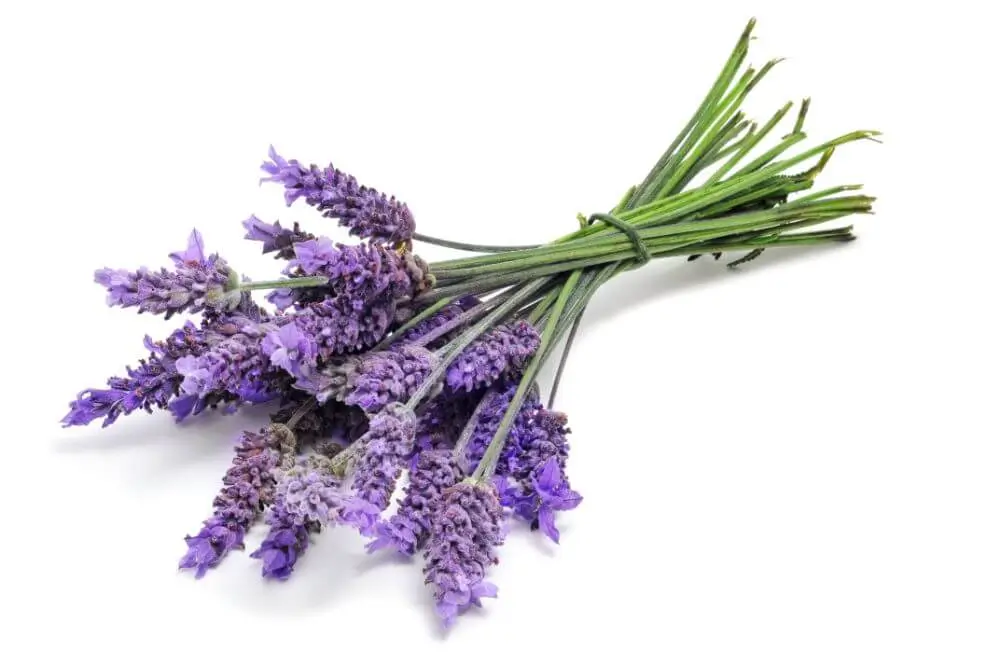 lavanda